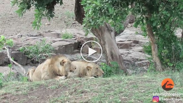 Львы погнали стадо буйволов на машину с туристами