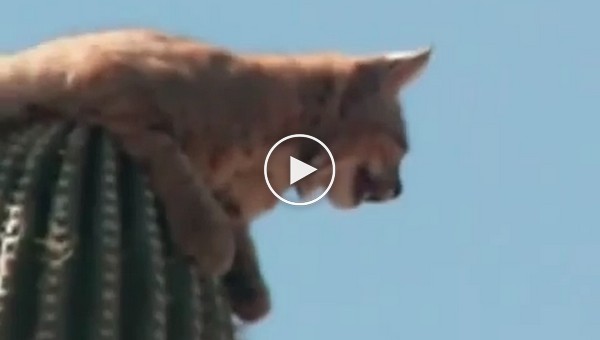 Кот на кактусе. Аризона