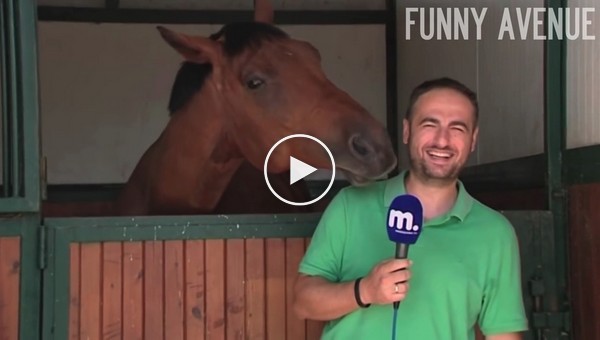 Самый дружелюбный конь не дает журналисту вести репортаж о лошадях 