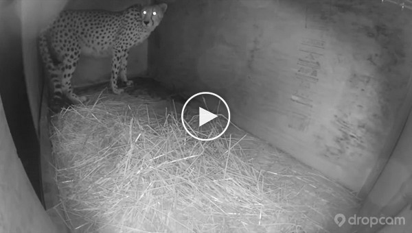 Самка гепарда родила пятерых детенышей в зоопарке Метро Ричмонд в Вирджинии 