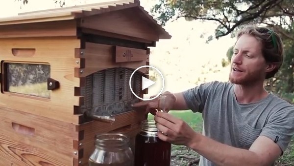 Уникальный пчелиный улей которй собрал 13 миллионов долларов инвестиций