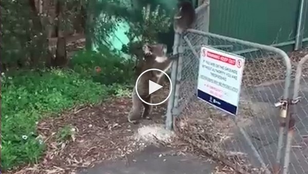 Мама-коала помогла своему детёнышу перелезть через забор 