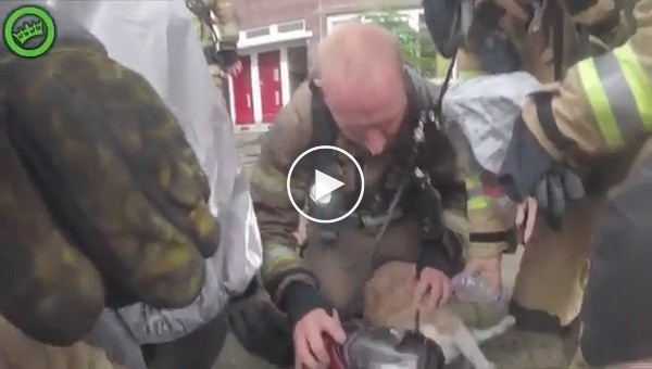 Спасли кота из пожара