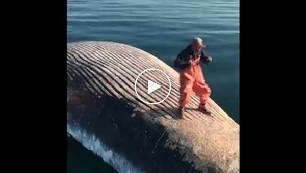 Странные развлечения на трупе кита