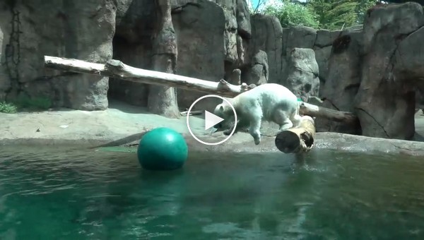 Неуклюжая полярная медведица не может поймать мяч