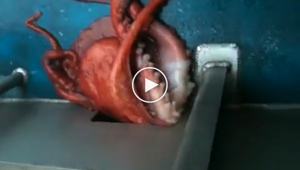 Рыбак снял побег огромного двухметрового осьминога через крохотную щель