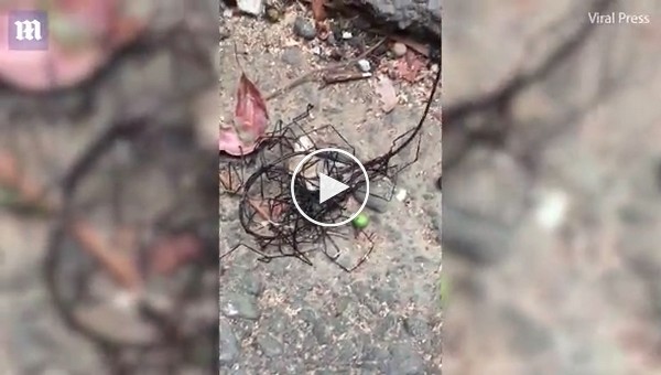 Неизвестное существо попалось на камеру в горах Тайваня