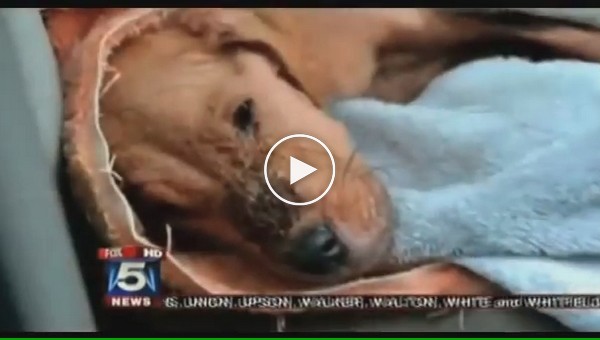 Семья из Америки спасла истощенного бездомного щенка