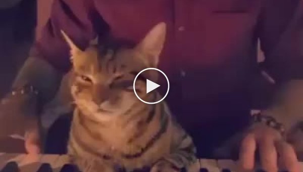 Первый музыкальный критик. Кошка слушает пианино