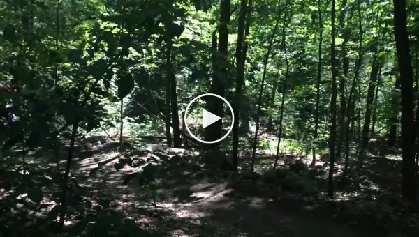 Неожиданная встреча с Boston Dynamics в лесу