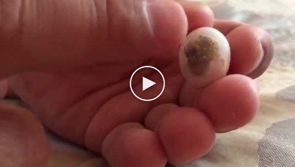 Рождение попугая из яйца