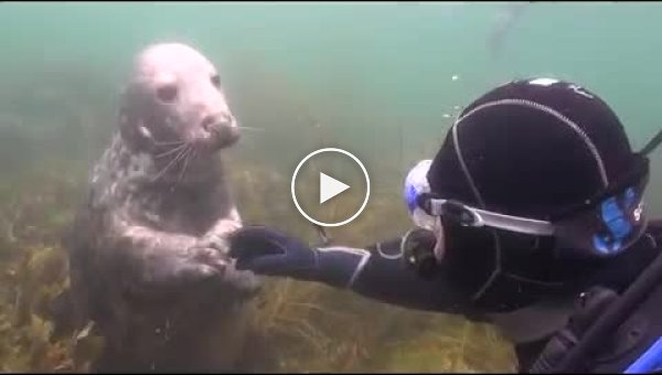 Путешествуя под водой, парень познакомился с забавным тюленем