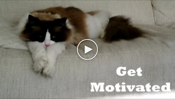 Советы по мотивации от кота