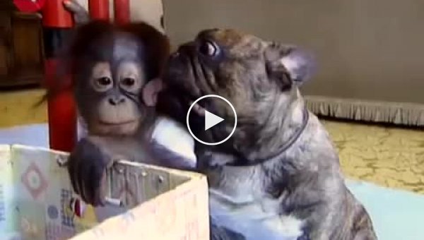 Этот осиротевший малыш-орангутан нашел себе нового друга
