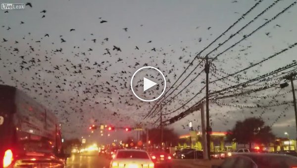 Большое скопление птиц в Техасе