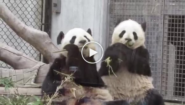 Панда постоянно отбирает у мамы бамбук