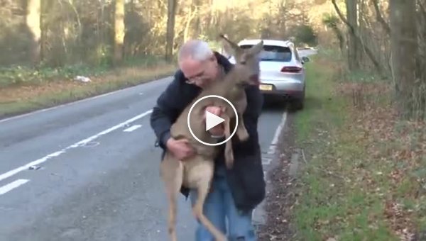Человек увидел на краю дороги животное нуждающееся в помощи