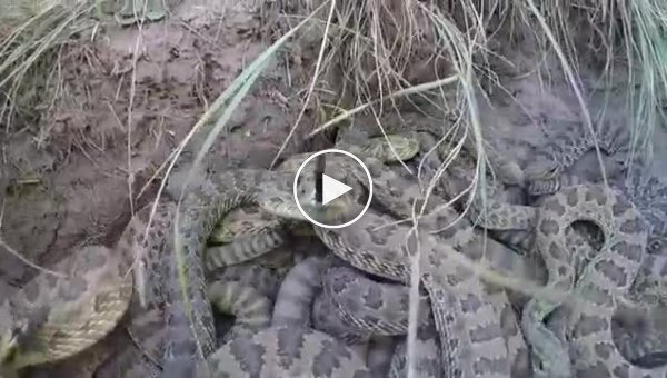 С помощью камеры, парень заснял логово ядовитых змей