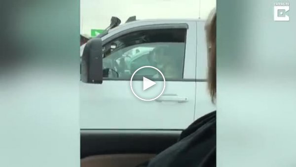 Невозмутимый пес охраняет машину от угона
