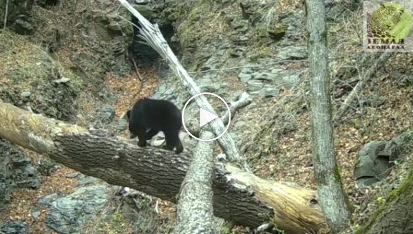 Медведь в национальном парке настроил фотоловушку, а затем гордо прошелся перед её объективом