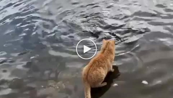 Настоящий кот-рыболов словил рыбку