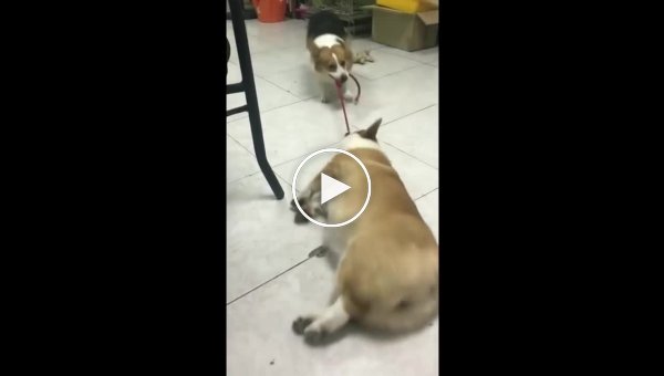 Пёс тащит свою ленивую подругу на прогулку