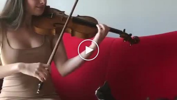 Котята любят, когда их хозяйка играет на скрипке