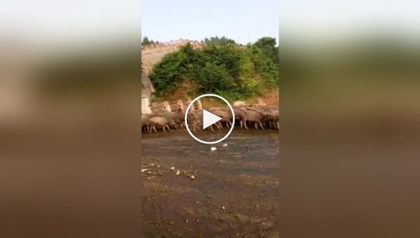 Стадо буйволов каждый день переплывают реку в Китае