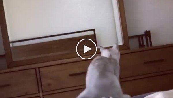 Котенок увидел свои уши в зеркале