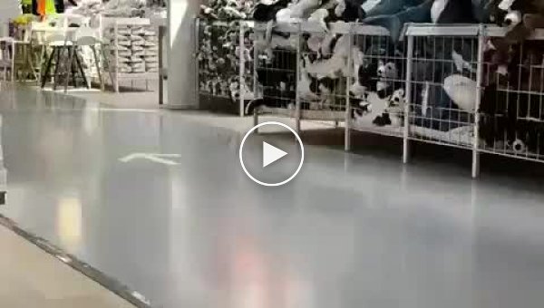 Акула из IKEA вызвала настоящий ажиотаж в магазинах