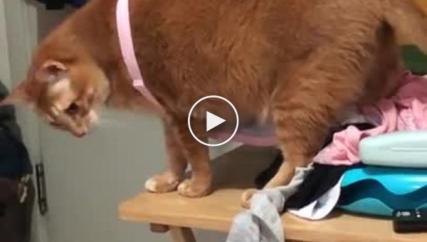 Забавное видео, как рыжая кошка застряла в бюстгальтере