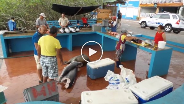 Пернатые, хвостатые и усатые воришки и попрошайки на рыбном рынке галапагосских островов